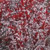 Purpleleaf Sandcherry #5 - Image 3